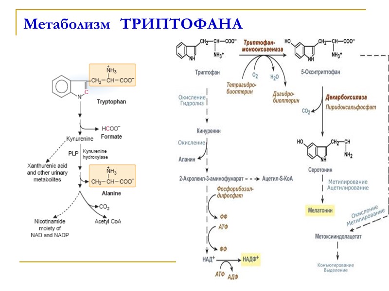 Метаболизм  ТРИПТОФАНА